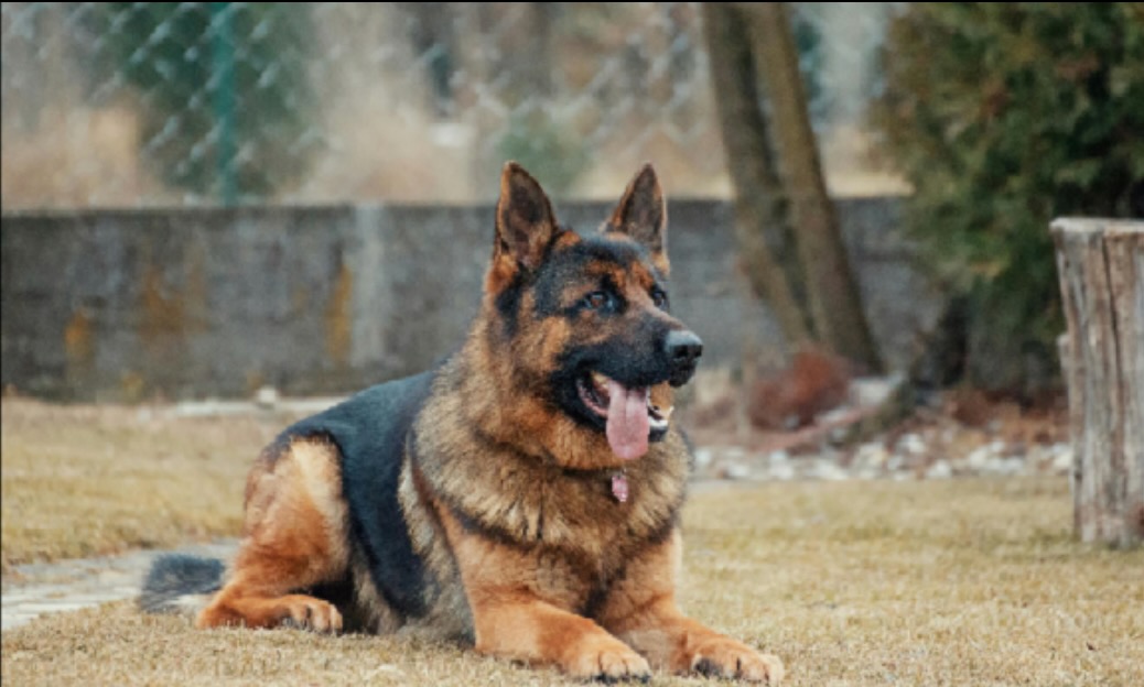 picture of german shepherd