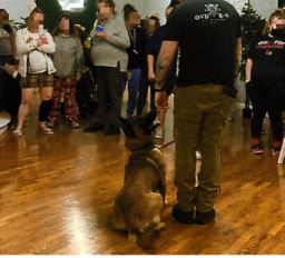 obedience training image